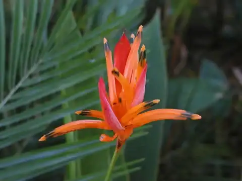 Costa Rica